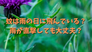 蚊は雨の日に飛んでいる？雨が直撃しても大丈夫？