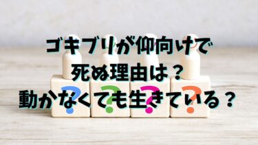 ゴキブリが仰向けで死ぬ理由は？動かなくても生きている？