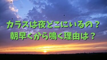 カラスは夜どこにいるの？朝早くから鳴く理由は？