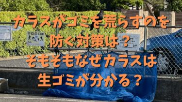 カラスがゴミを荒らすのを防ぐ対策は？そもそもなぜカラスは生ゴミが分かる？