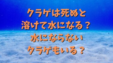 クラゲは死ぬと溶けて水になる？水にならないクラゲもいる？