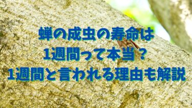 蝉の成虫の寿命は1週間って本当？1週間と言われる理由も解説