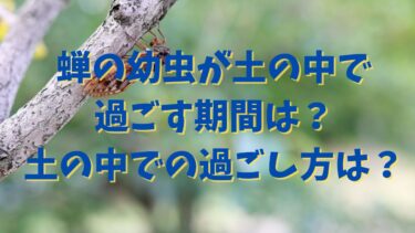 蝉の幼虫が土の中で過ごす期間は？土の中での過ごし方は？