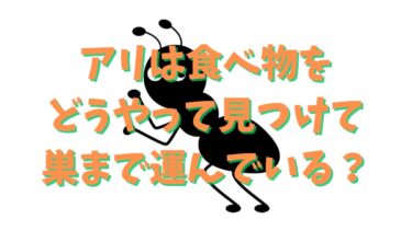 アリは食べ物をどうやって見つけて巣まで運んでいる？