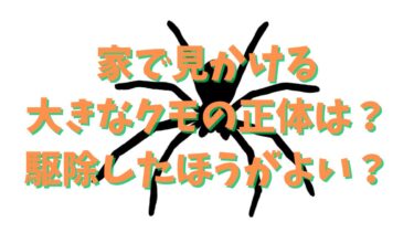 家で見かける大きなクモの正体は？駆除したほうがよい？