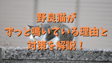 野良猫がずっと鳴いている理由と対策を解説！