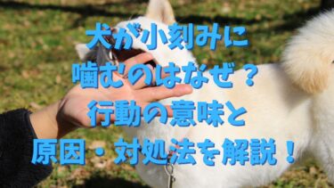 犬が小刻みに噛むのはなぜ？行動の意味と原因・対処法を徹底解説！
