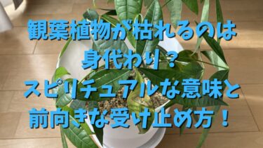 観葉植物が枯れるのは身代わり？スピリチュアルな意味と前向きな受け止め方！