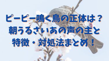 ピーピー鳴く鳥の正体は？朝うるさいあの声の主と特徴・対処法まとめ！