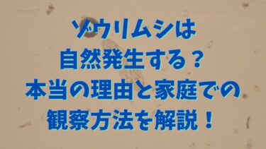ゾウリムシは自然発生する？本当の理由と家庭での観察方法を解説！