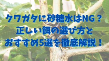 クワガタに砂糖水はNG？正しい餌の選び方とおすすめ5選を徹底解説！
