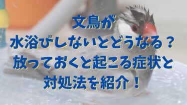 文鳥が水浴びしないとどうなる？放っておくと起こる症状と対処法を紹介！
