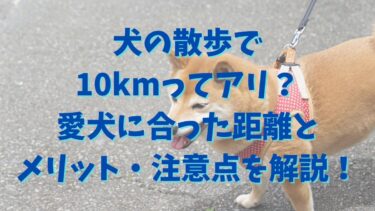 犬の散歩で10kmってアリ？愛犬に合った距離とメリット・注意点を徹底解説！