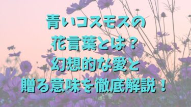 青いコスモスの花言葉とは？幻想的な愛と贈る意味を徹底解説！