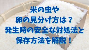 米の虫や卵の見分け方は？発生時の安全な対処法と保存方法を解説！