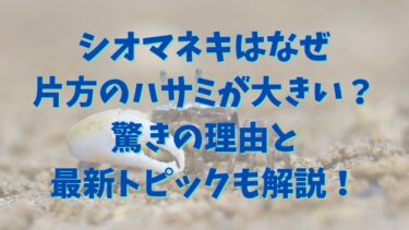 シオマネキはなぜ片方のハサミが大きい？驚きの理由と最新トピックも解説！