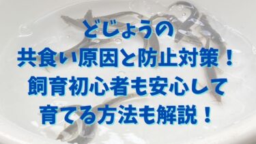 どじょうの共食い原因と防止対策！飼育初心者も安心して育てる方法も解説！