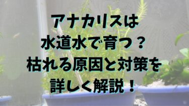 アナカリスは水道水で育つ？枯れる原因と対策を詳しく解説！