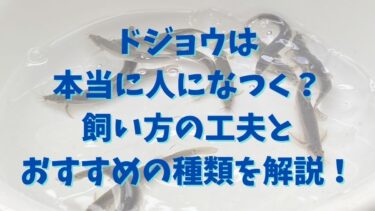 ドジョウは本当に人になつく？飼い方の工夫とおすすめの種類を解説！