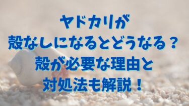 ヤドカリが殻なしになるとどうなる？殻が必要な理由と対処法も解説！
