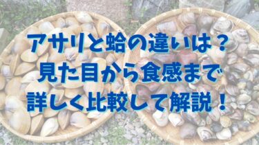 アサリと蛤の違いは？見た目から食感まで詳しく比較して解説！